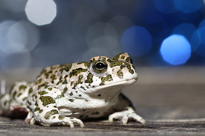 Animal, Toad, Amphibian, Bokeh, European green toad, HD wallpaper