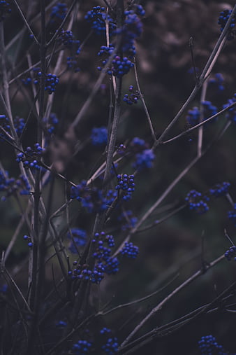 Blue berries, HD wallpaper | Peakpx