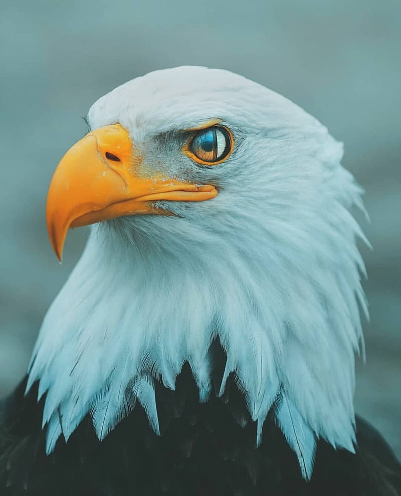 Eagle , birds, black, country, eagle, eagles, falcon, flags, prey, usa, white, HD phone wallpaper
