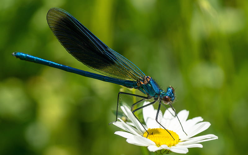 Dragonfly, green, insect, flower, yellow, white, daisy, blue, libelula, HD wallpaper