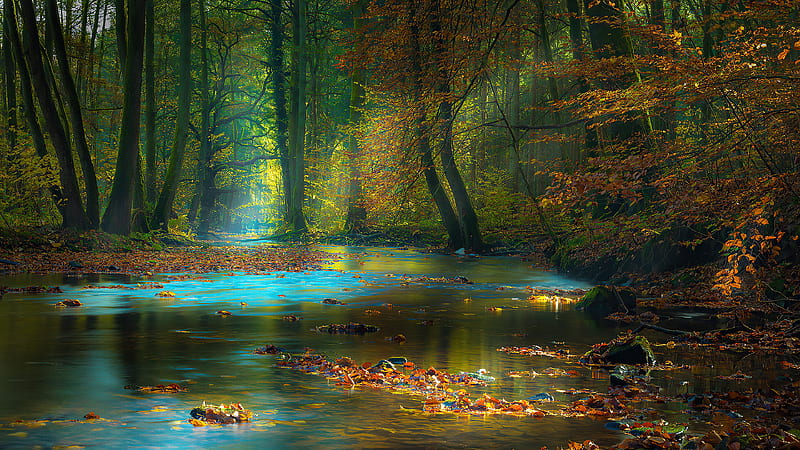 Sun Light Passing Through Green Trees Between River Sunbeam Autumn Nature, HD wallpaper