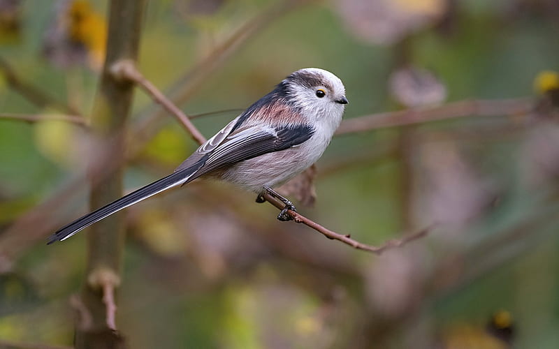 Long-tailed Tit, animal, Netherland, tit, bird, long-tailed, HD wallpaper