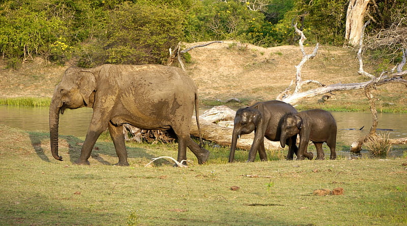 Elephants after Drinking, Thirst, Drinking, Sri Lanka, Quenched, Yala, HD wallpaper