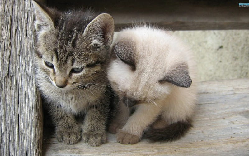 ~Two of A Kind~, furry, kittens, tiny paws, adorable, pets, small, cute, precious, cats, friends, animals, HD wallpaper