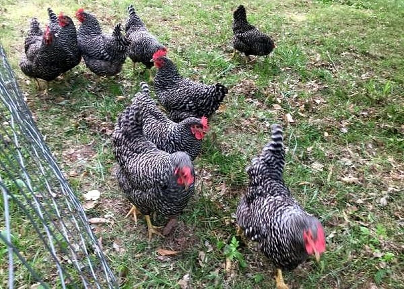 Barred Rock Laying Hens, Kentucky, Rural, Chickens, Animals, HD wallpaper
