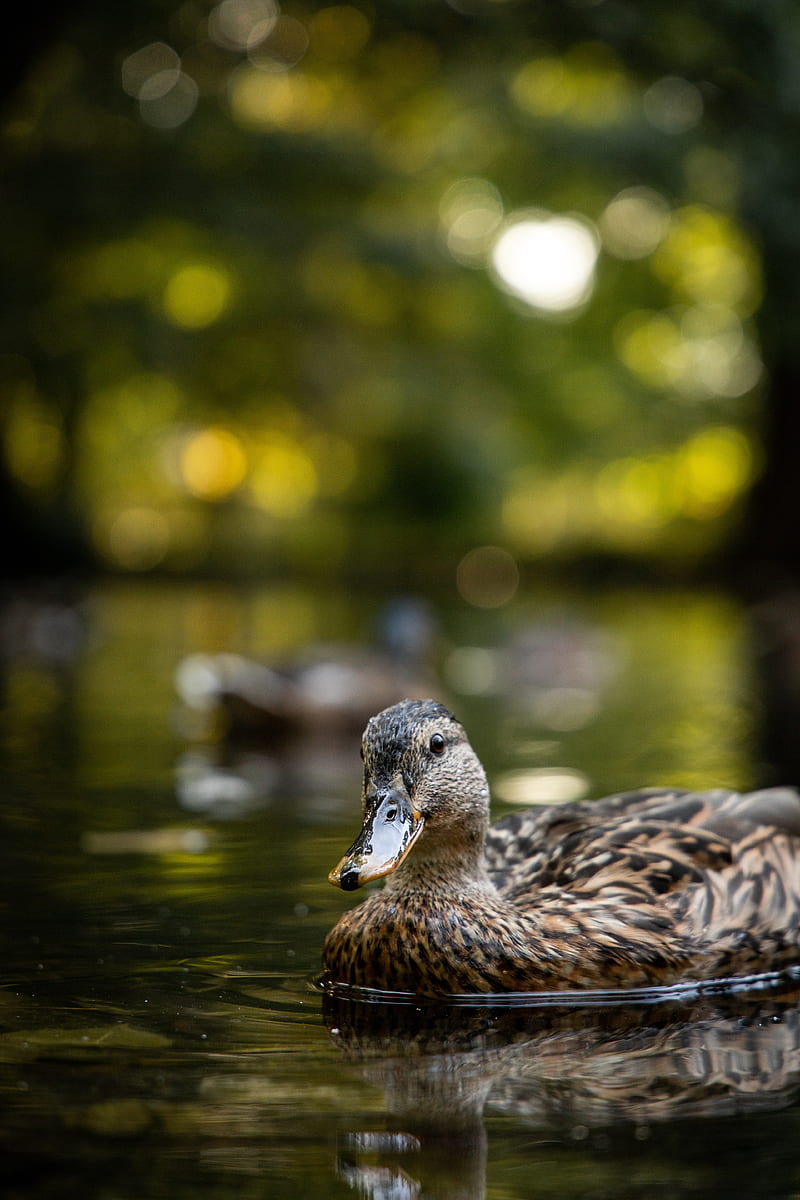duck, birds, lake, water, HD phone wallpaper