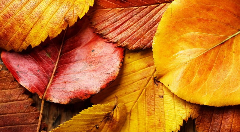 Beautiful autumn leaves, abstract, seasons, leaf, fall, colorful, autumn, vivid, foliage, graphy, leaves nature, HD wallpaper