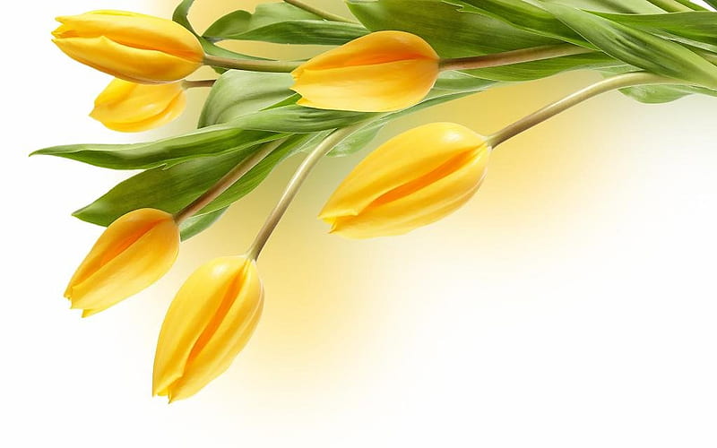 6 yellow tulips, black, tulip, HD wallpaper