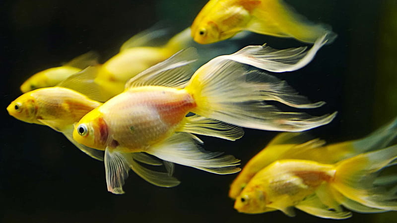 Yellow Aquarium Goldfishes Yellow, HD wallpaper