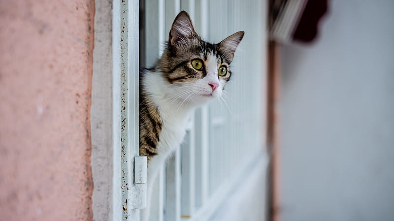 Cute Cat Head Out Of A Window Animals, HD wallpaper