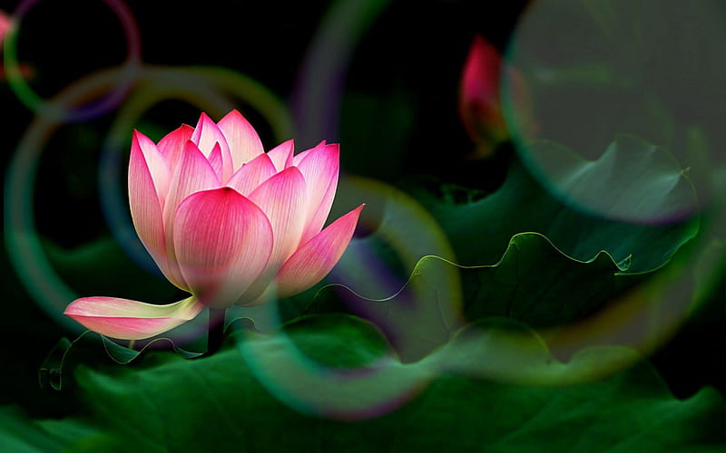 ✿⊱•╮Holy╭•⊰✿, lotus, lovely, colors, love four seasons, worship, bonito, creative pre-made, water lilies, holy, sacred, glory, flowers, nature, pink, wisdom, faith, HD wallpaper