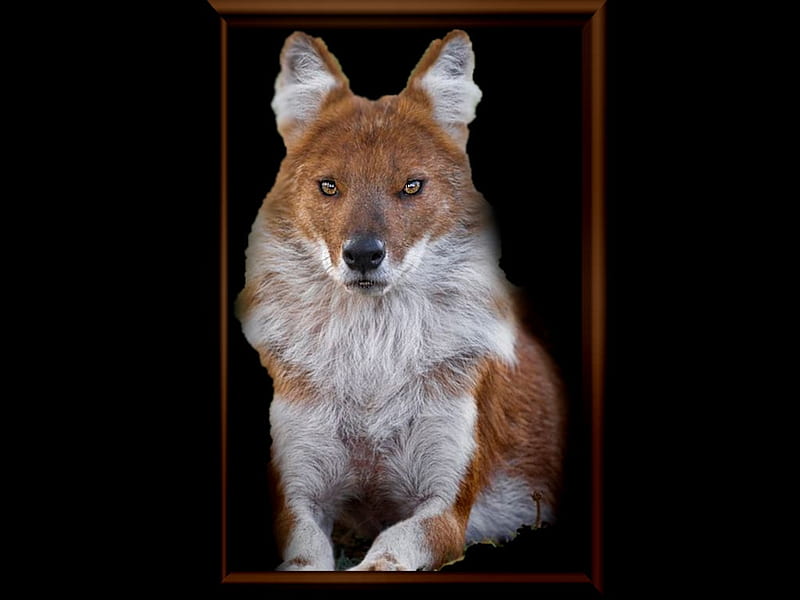 Dhole, nature, album, the WOW factor, color on black, Flickr, grandma gingerbread, HD wallpaper