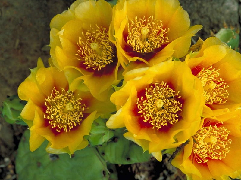 PRICKLY PEAR CACTUS FLOWERS, PRICKLY, PRETTY, FLOWER, PEAR, HD wallpaper