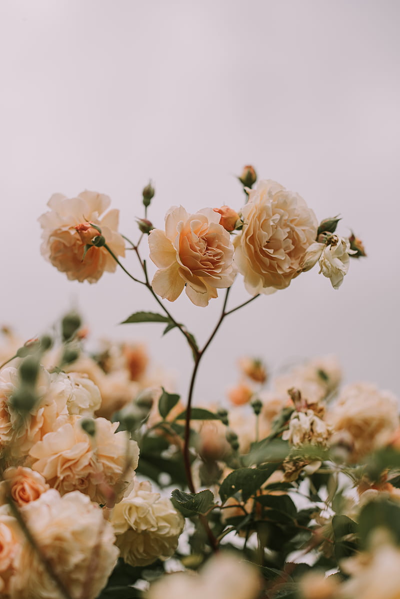 roses, flowers, buds, bloom, plant, HD phone wallpaper