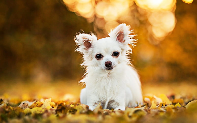 White Chihuahua, autumn, dogs, bokeh, white dog, cute animals, pets, Chihuahua Dog, HD wallpaper