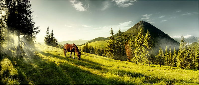 Morning Graze, mountains, pastures, sun rays, trees, horse, field, mist, HD wallpaper