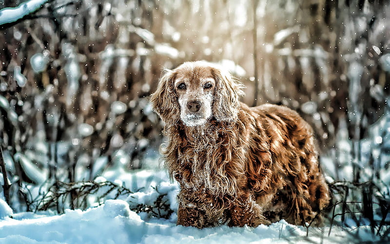 Cocker Spaniel, winter, brown spaniel, dog in snowdrifts, cute animals, dogs, pets, R, Cocker Spaniel Dog, HD wallpaper