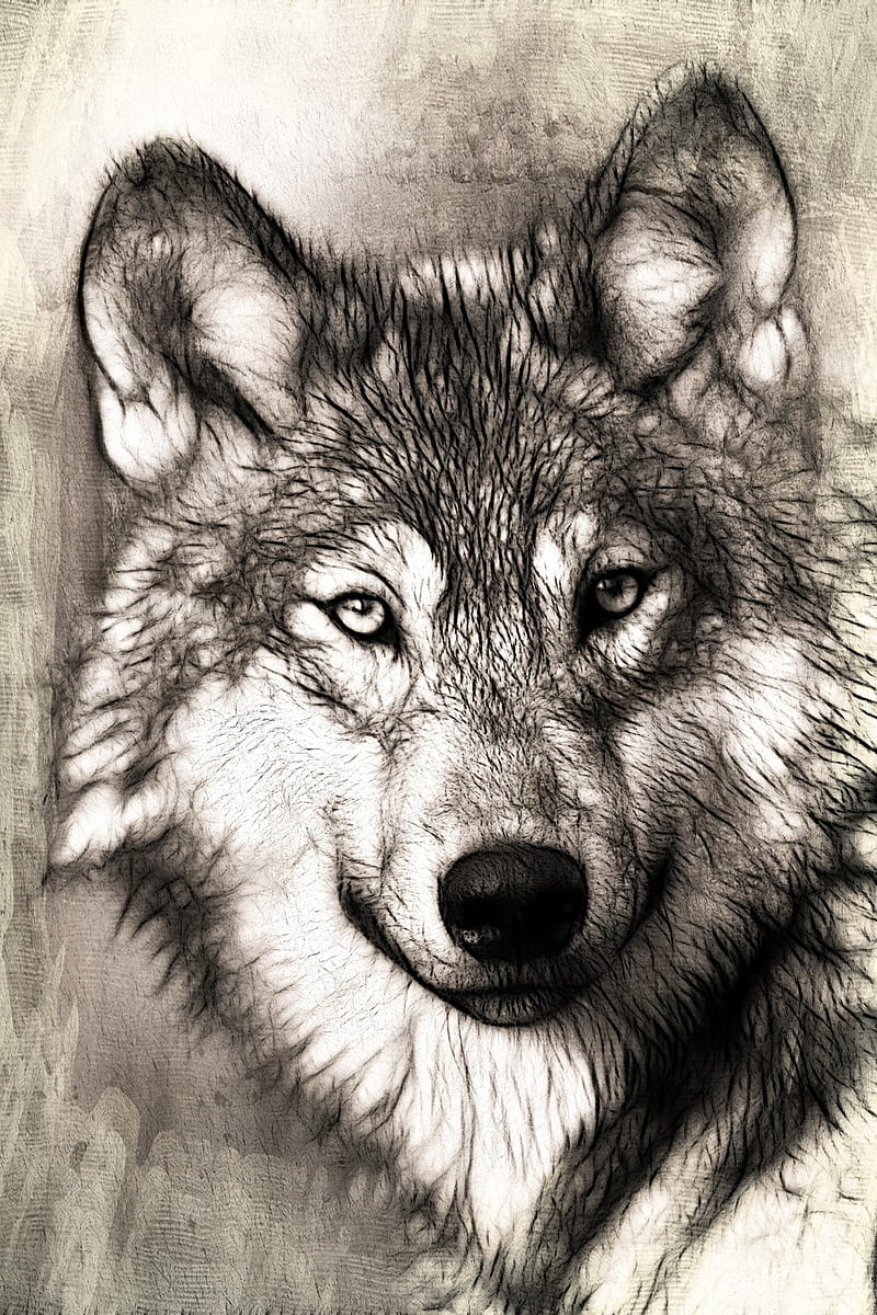 Lobo, animal, cara, lobo, salvaje, Fondo de pantalla de teléfono HD | Peakpx