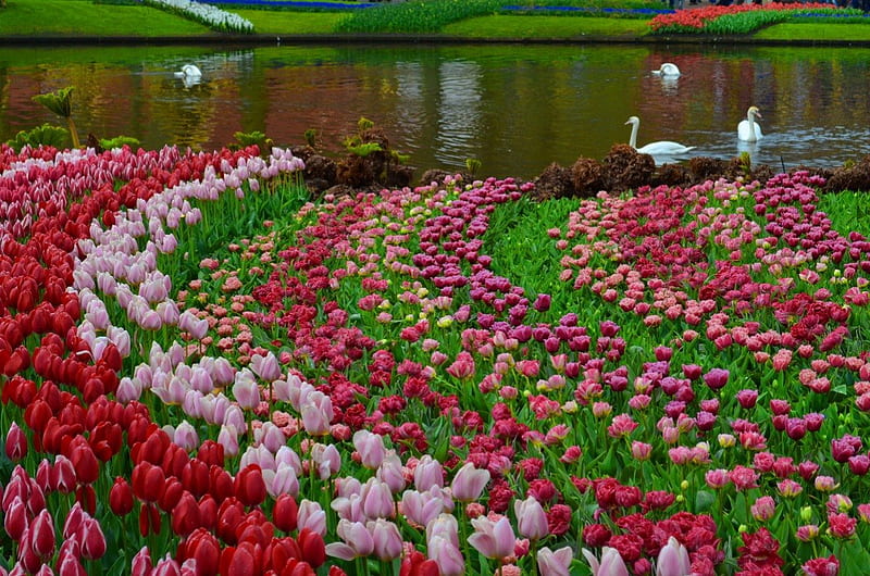 Garden beauty, pretty, colorful, lovely, bonito, park, lake, swans, pond, nice, water, summer, flowers, garden, nature, tulips, HD wallpaper