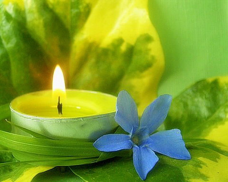 FLICKERING CANDLE, flower, yellow, candle, leaves, HD wallpaper
