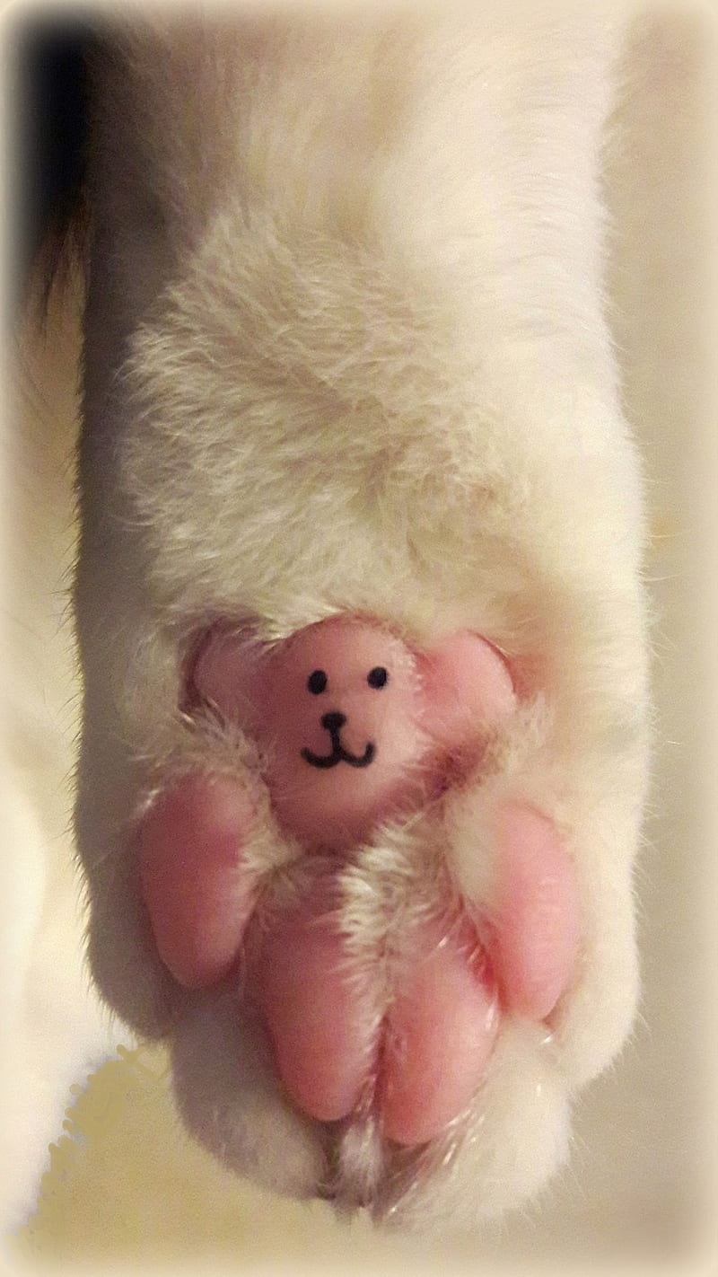 Cat Paw Teddy Bear, face on paw pad, fun feline, funny, happy, kitty, love cats, pawprint, graph, graphy, smile, HD phone wallpaper
