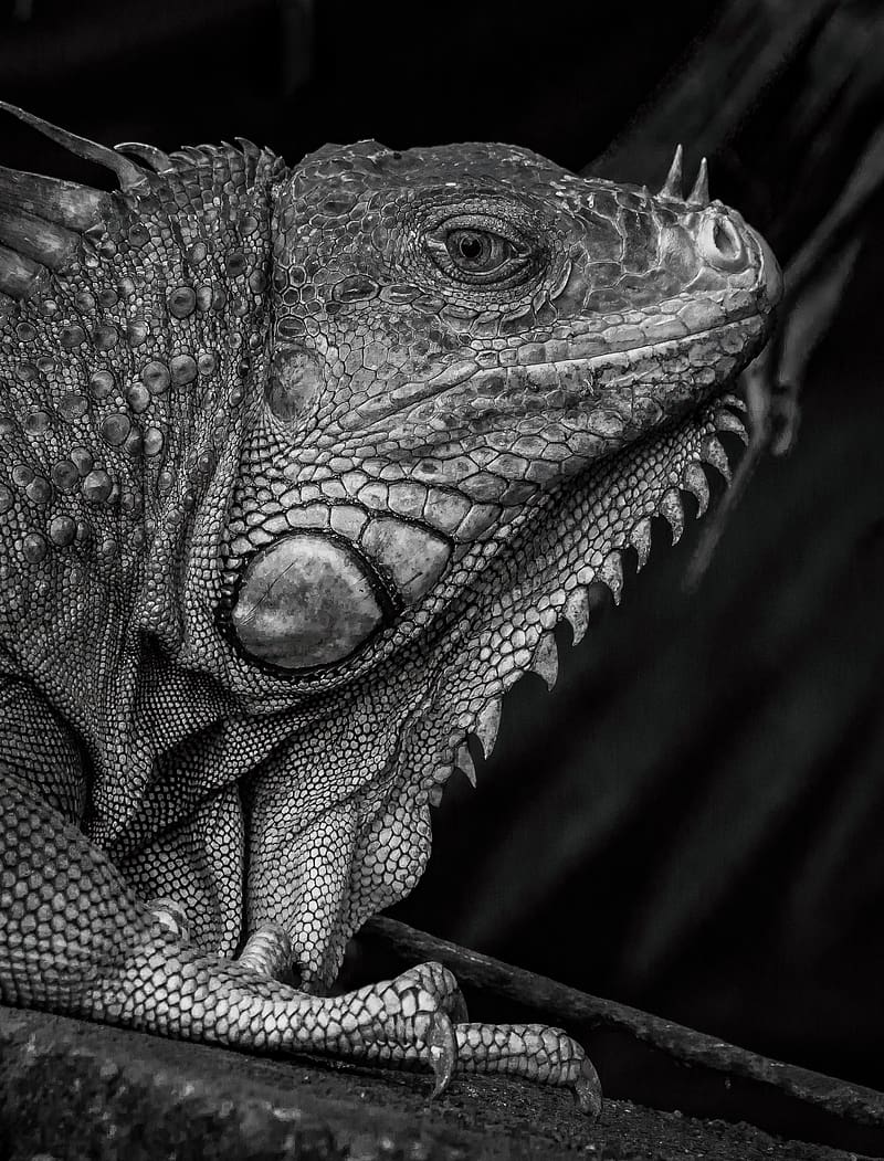 iguana, reptile, black and white, profile, HD phone wallpaper