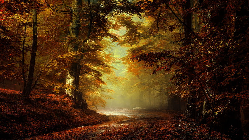 Earth, Path, Fall, Forest, Nature, Park, Road, HD wallpaper