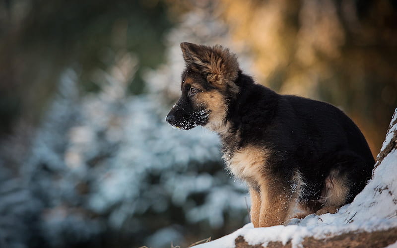 German Shepherd, puppy, winter, dogs, pets, cute animals, German Shepherd Dog, HD wallpaper