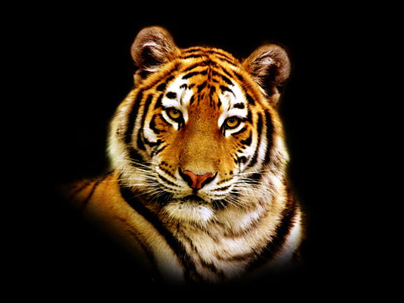 Tiger head, head, black, wildlife, face, tiger, cat, animal, HD wallpaper