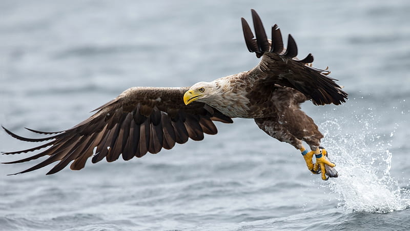Birds, White-Tailed Eagle, Bird, Eagle, Water, Wings, HD wallpaper