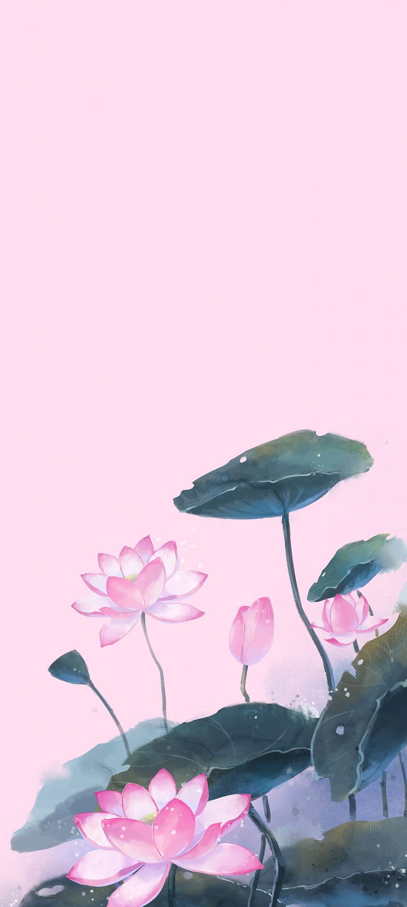 Android 12 5, Apple, petal, fragrant white water lily, one Plus, Rose,  Android 12, HD phone wallpaper | Peakpx