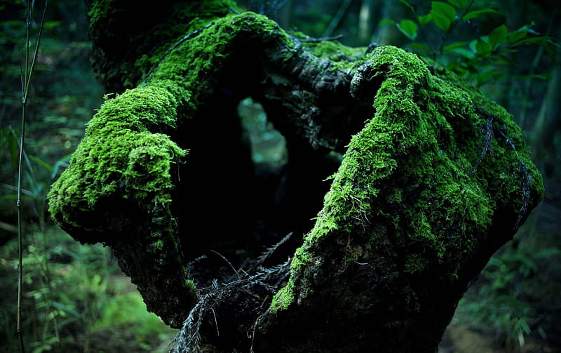 Moss, forest, tree, nature, rain, HD wallpaper
