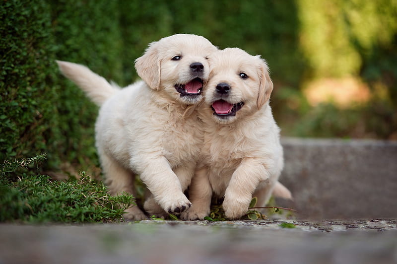 Puppies, cute, running, caine, animal, golden retriever, puppy, dog, couple, HD wallpaper