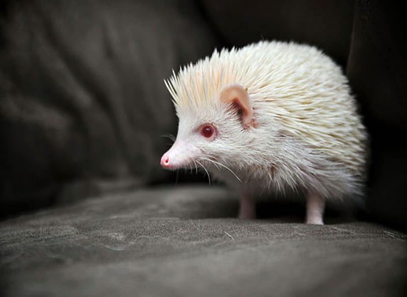 Albino Hedgehog, pink eyes, white, hedgehog, albino, HD wallpaper