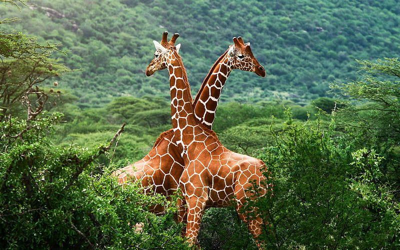 Couple, male, giraffes, female, herbivorous, animals, HD wallpaper | Peakpx