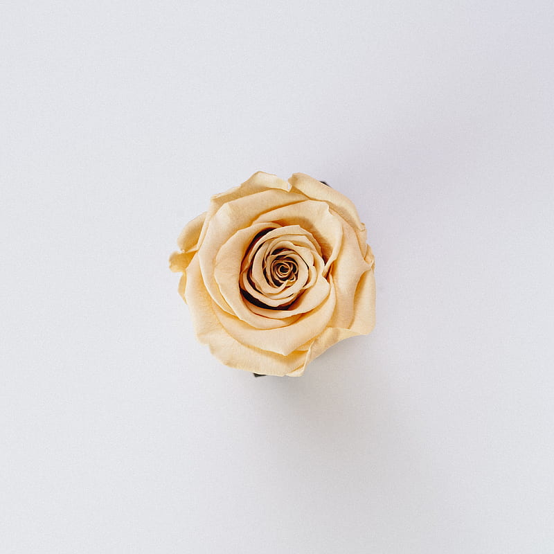 yellow rose flower, HD phone wallpaper