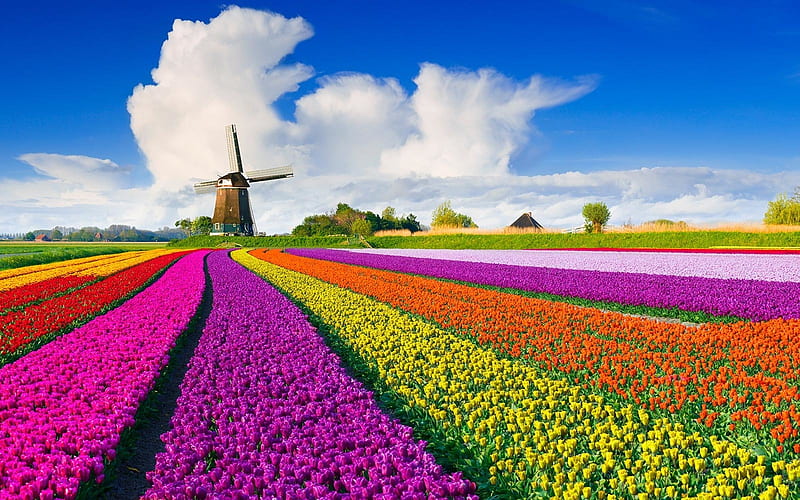 Dutch Windmill Over Tulips Field, windmill, tulips, clouds, field, Nature, HD wallpaper
