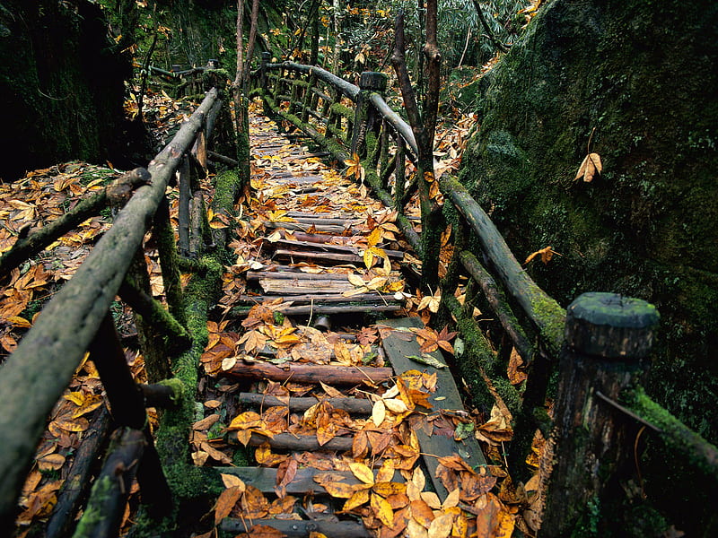 Forest Bridge, architecture, orange, yellow, afternoon, nice, railing, path, forests, morning, wood, frontier, bridges, trees, timber, cool, rail, grid, awesome, woodlands, fence, red, autumn, bonito, trunks, graphy, leaves, green, moss, other forest, amazing, ancient, passage, leaf, plants, nature, branches, HD wallpaper