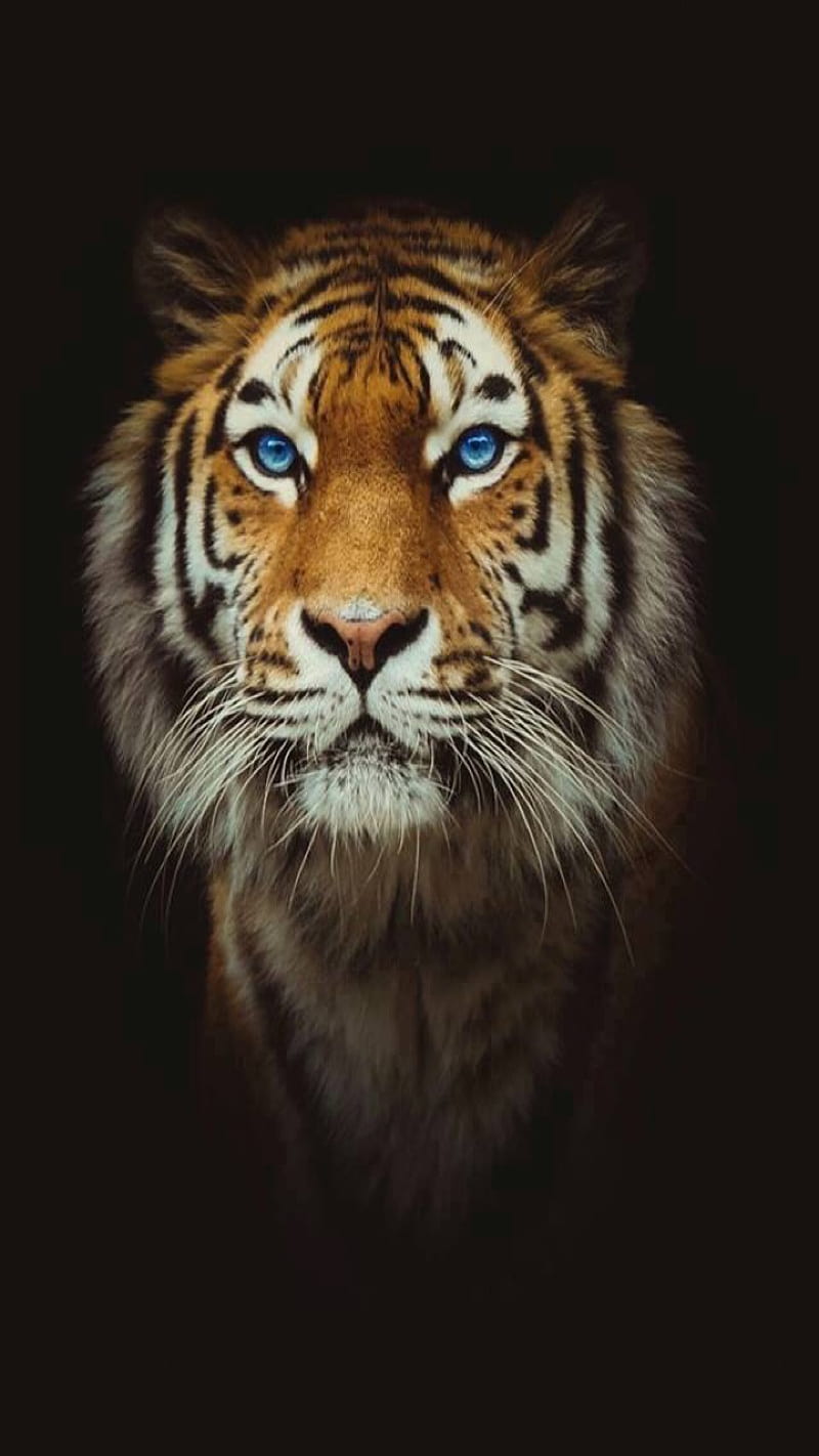 Tiger head, black, HD phone wallpaper