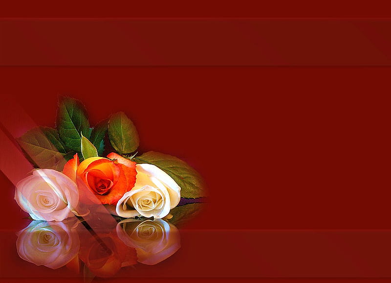 For me, myself and I, red, background, three, coral, roses, white, pink, HD wallpaper