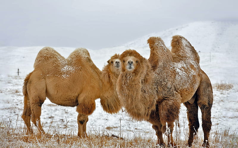 Kazakhstan Bactrian Camels 2022 Bing, HD wallpaper