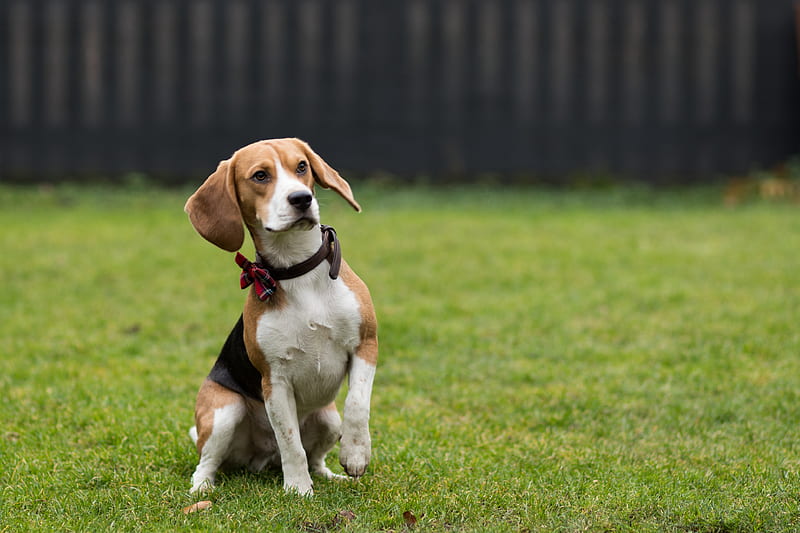 Harry Beagle, Dog, Hound, Pet, Hd Wallpaper 