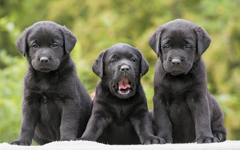 black labradors, small puppies, trio, cute little dogs, pets, black retrievers, puppies, HD wallpaper