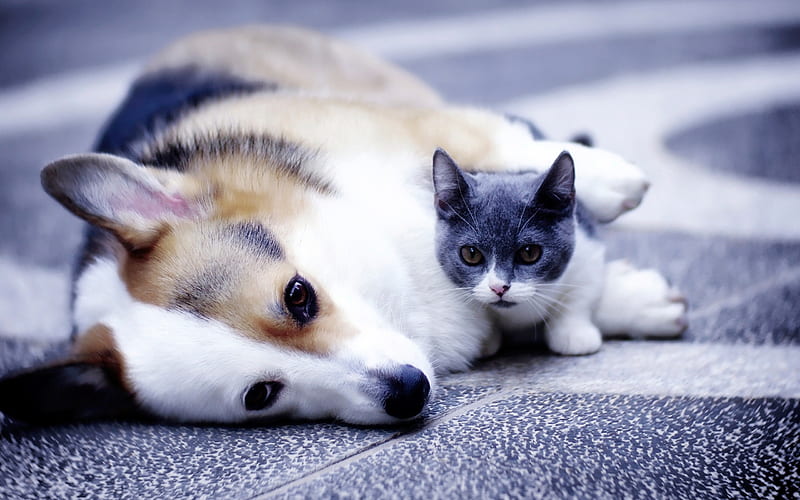 These Cat and Corgi Desktop and Smartphone Wallpapers Will Give You All the  Feels - Brit + Co
