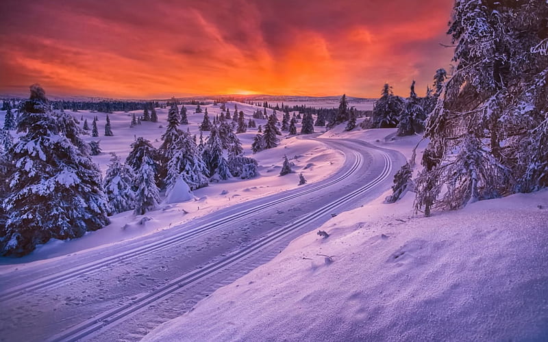 toboggan road in scandinavia r, forest, snow, r, sunset, road, tracks, winter, HD wallpaper