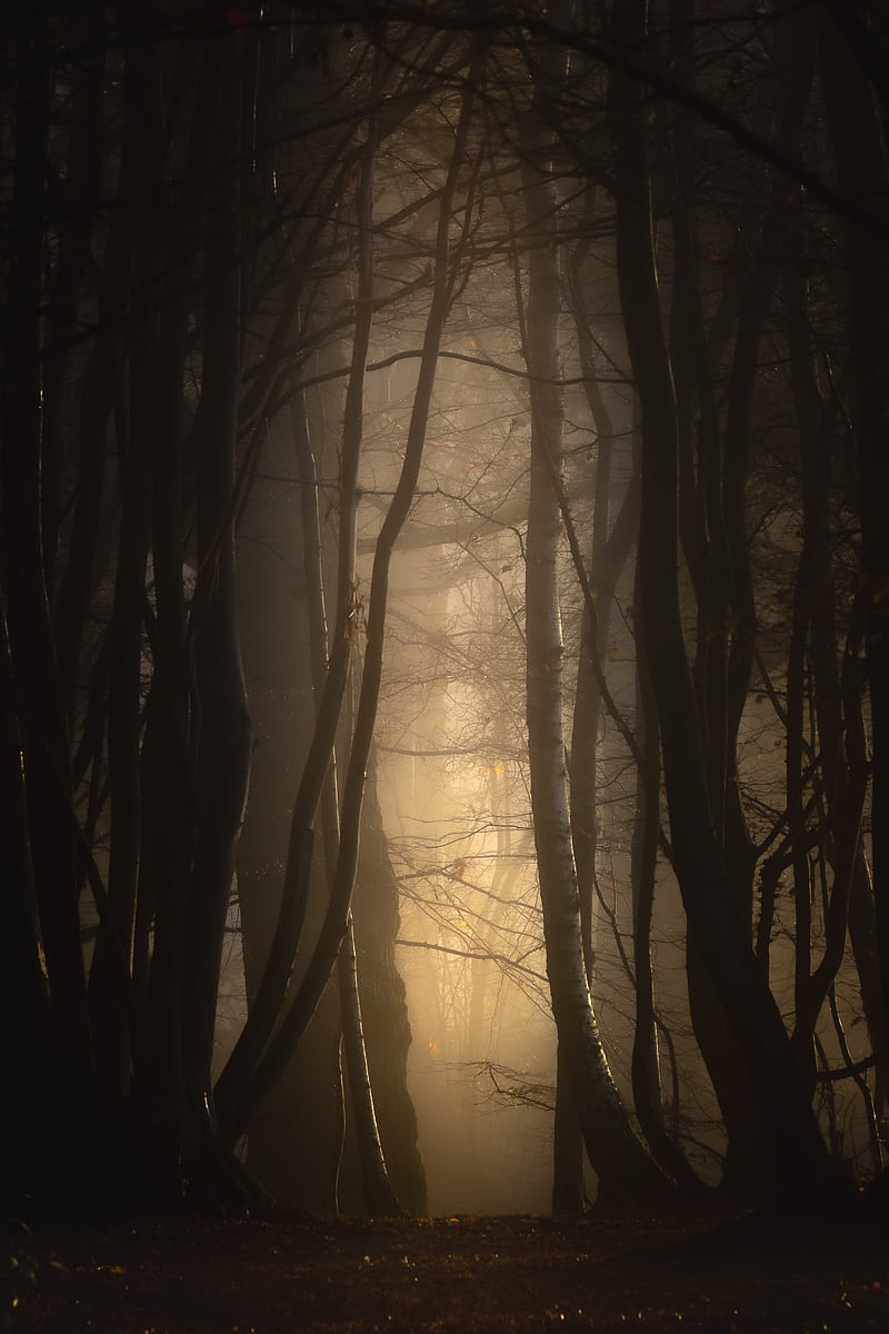 forest, fog, trees, dusk, mist, HD phone wallpaper