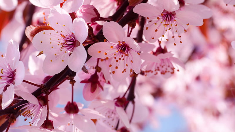 Cherry Bloosoms, flowers, pink, HD wallpaper