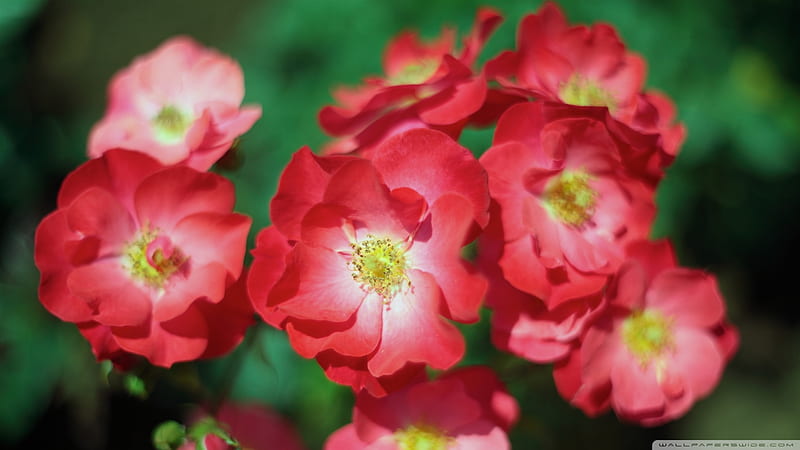 R E D R O S E S, flowers, nature, japan, roses, HD wallpaper