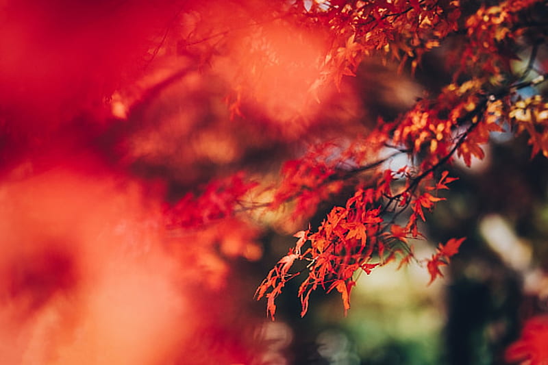 Maple Leaves, Japanese, Tree, graphy, Nature, HD wallpaper