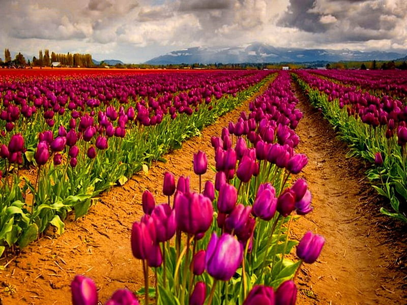 Rows of tulips, pretty, lovely, delight, sunny, bonito, sky, clouds, nice, purple, summer, nature, tulips, rows, pink, field, meadow, HD wallpaper